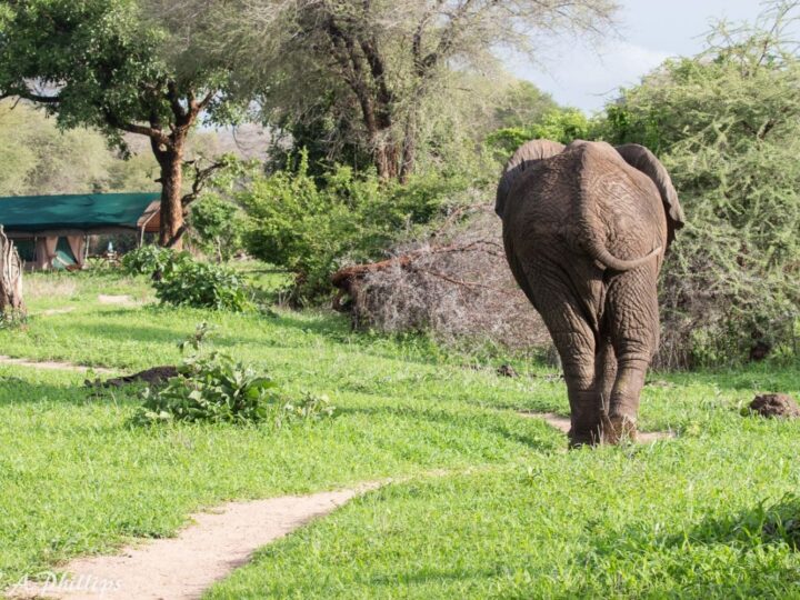 Tarangire / Ngorongroro / Manyara