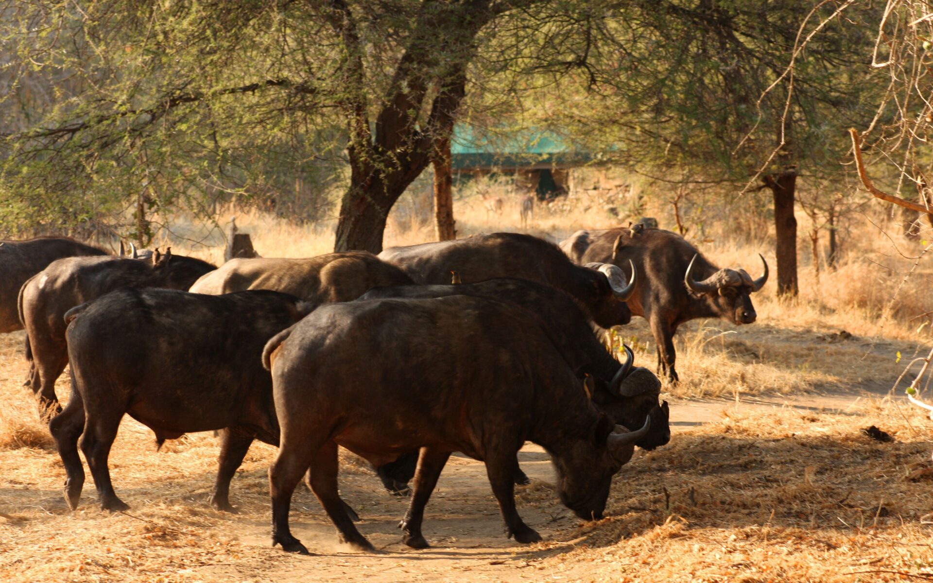 Ruaha National Park