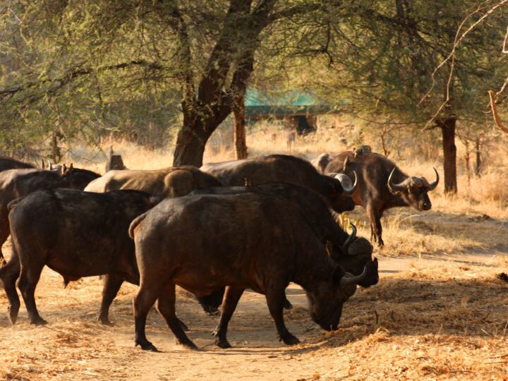 Ruaha National Park