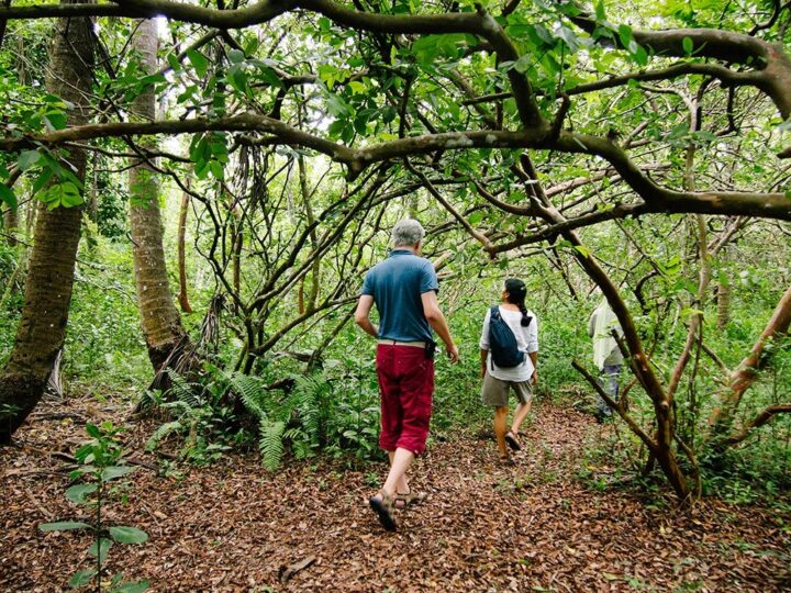 Jozani Forest Adventure with Butterfly center visit