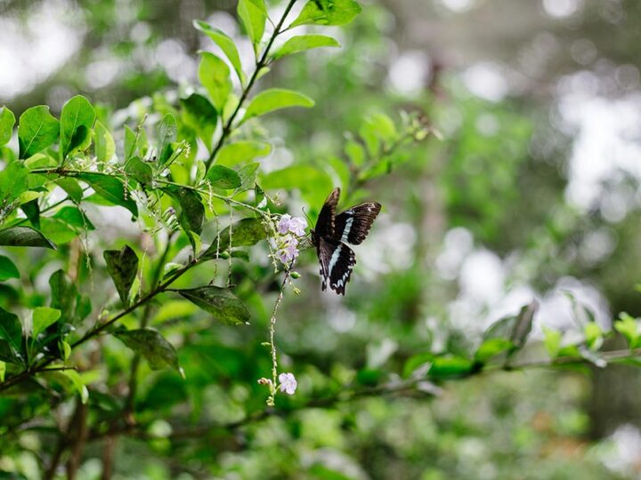 Jozani Forest Adventure with Butterfly center visit