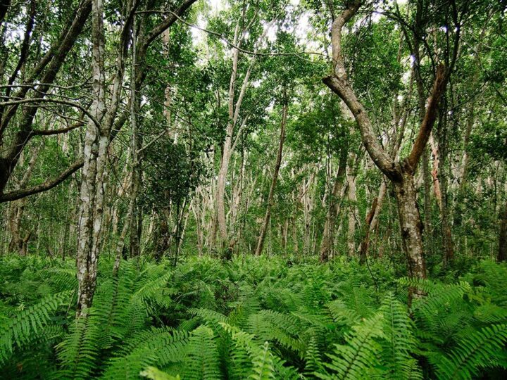 Jozani Forest Adventure with Butterfly center visit