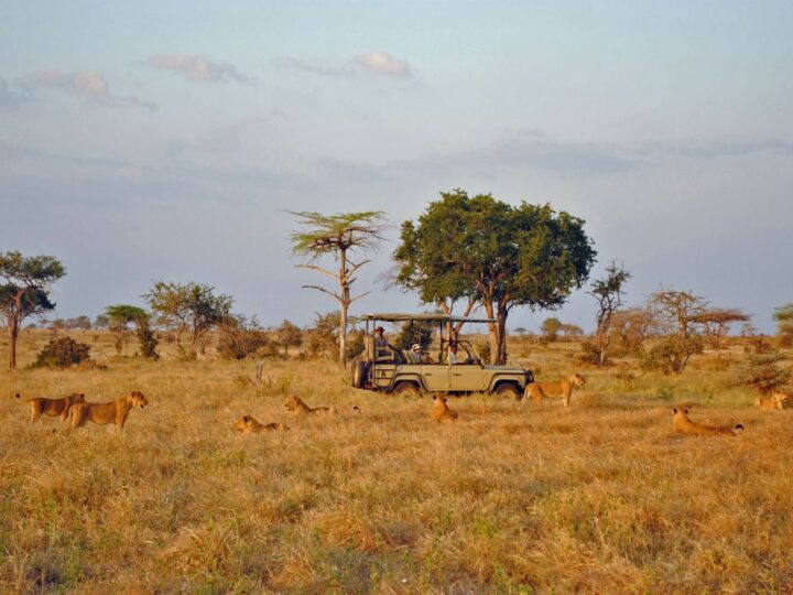 Tanzania Safaris